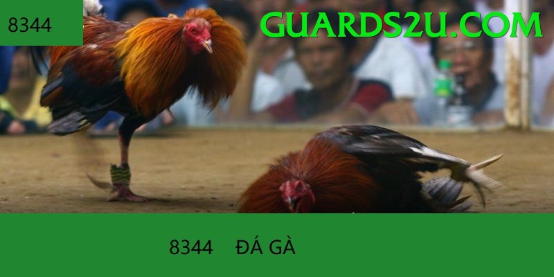 Trường Đấu Đá Gà Chuyên Nghiệp